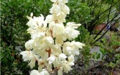 Color Guard Yucca - 6 Pack Of 1 Gallon Pots -Garden Plants Yucca Color Guard Flowers Closeup