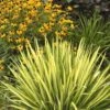 Color Guard Yucca - 3 Gallon Pot
