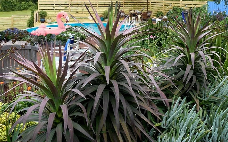 Blue Boy Yucca - 3 Gallon Pot 4 Blue Boy Yucca - 3 Gallon Pot - Image 4