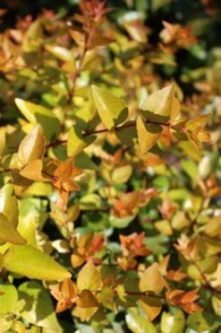 Canyon Creek Abelia - 3 Gallon Pot -Garden Plants abelia grandiflora canyon creek 1