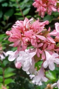 Canyon Creek Abelia - 3 Gallon Pot -Garden Plants abelia grandiflora canyon creek 3