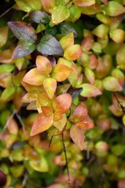 Canyon Creek Abelia - 3 Gallon Pot -Garden Plants abelia grandiflora canyon creek 4