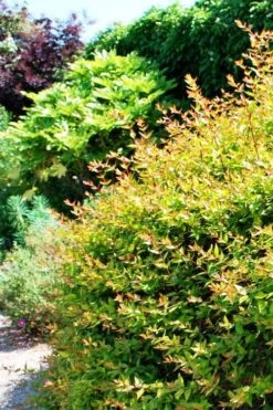 Canyon Creek Abelia - 3 Gallon Pot -Garden Plants abelia grandiflora canyon creek 6