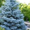 Blue Cloak White Fir (Abies Concolor) - 1 Gallon Pot