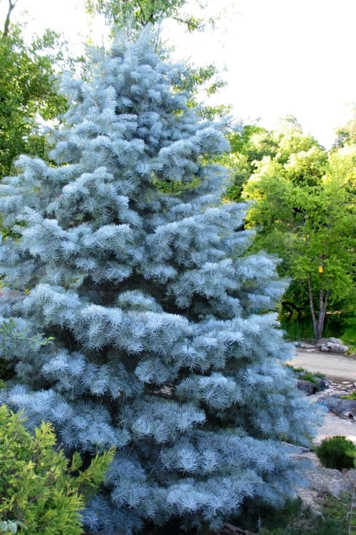 Blue Cloak White Fir (Abies Concolor) - 1 Gallon Pot 1 Blue Cloak White Fir (Abies Concolor) - 1 Gallon Pot