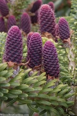 Horstmann's Silberlocke Korean Fir - 5 Gallon Pot -Garden Plants abies koreana hortmanns silberlocke korean fir 3