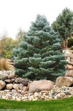 Horstmann's Silberlocke Korean Fir - 2 Gallon Pot -Garden Plants abies koreana hortmanns silberlocke korean fir 6 1