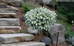 Ice Breaker Korean Fir (Single Trunk Topiary) - 2 Gallon Pot -Garden Plants abies koreana kouhouts ice breaker korean fir 2