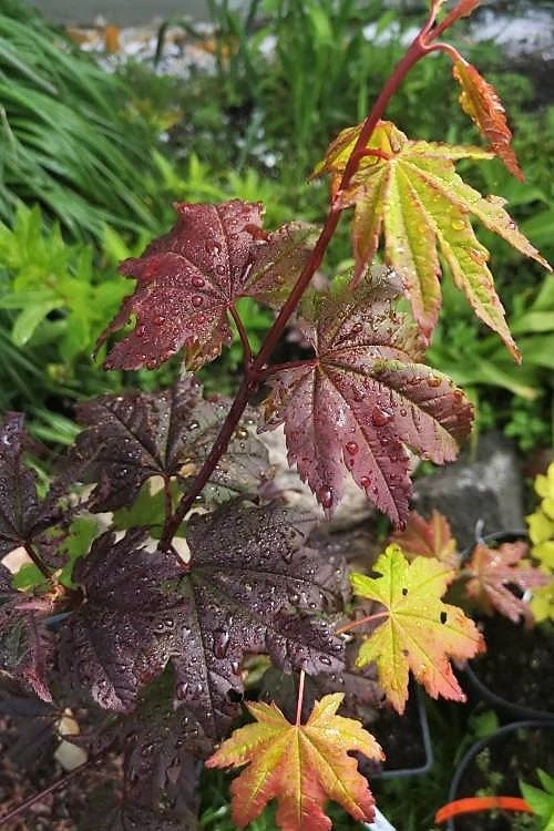 Burgundy Jewel Vine Maple (Acer Circinatum) - 5 Gallon Pot 1 Burgundy Jewel Vine Maple (Acer Circinatum) - 5 Gallon Pot