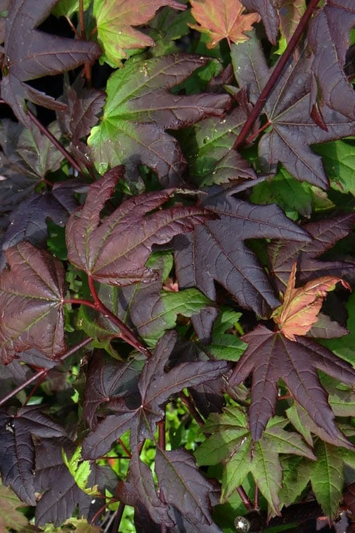 Burgundy Jewel Vine Maple (Acer Circinatum) - 5 Gallon Pot 7 Burgundy Jewel Vine Maple (Acer Circinatum) - 5 Gallon Pot - Image 7
