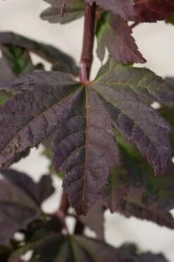 Burgundy Jewel Vine Maple (Acer Circinatum) - 5 Gallon Pot 15 Burgundy Jewel Vine Maple (Acer Circinatum) - 5 Gallon Pot -Garden Plants acer circinatum burgundy jewel vine maple 5