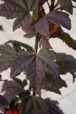 Burgundy Jewel Vine Maple (Acer Circinatum) - 5 Gallon Pot 11 Burgundy Jewel Vine Maple (Acer Circinatum) - 5 Gallon Pot -Garden Plants acer circinatum burgundy jewel vine maple 6