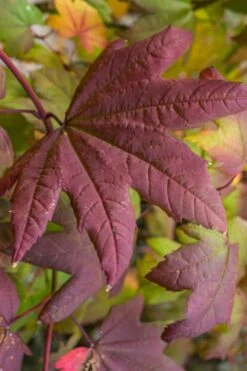 Burgundy Jewel Vine Maple (Acer Circinatum) - 5 Gallon Pot 13 Burgundy Jewel Vine Maple (Acer Circinatum) - 5 Gallon Pot -Garden Plants acer circinatum burgundy jewel vine maple 7