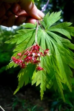 Dancing Peacock Japanese Maple (Acer Japonicum 'Aconitifolium') - 3 Gallon Pot (3-4') -Garden Plants acer japonicum aconitifolium dancing peacock japanese maple 6