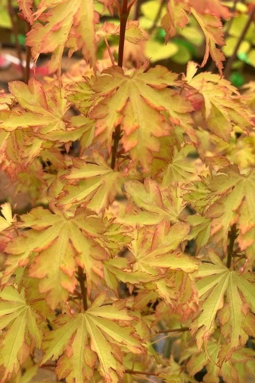 Anne Irene Japanese Maple - 3 Gallon Pot 1 Anne Irene Japanese Maple - 3 Gallon Pot