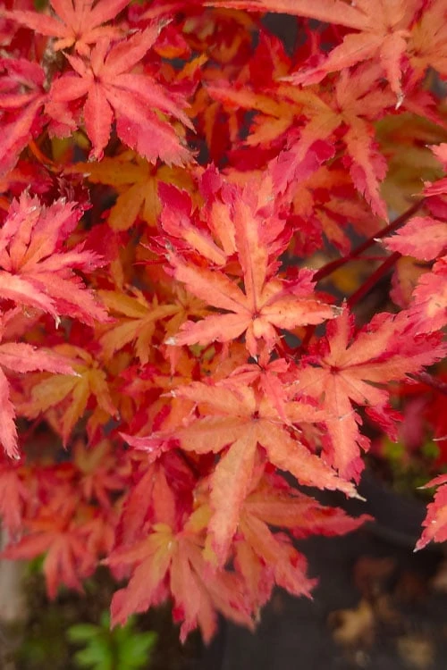 Anne Irene Japanese Maple - 3 Gallon Pot 8 Anne Irene Japanese Maple - 3 Gallon Pot - Image 8