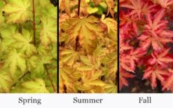 Anne Irene Japanese Maple - 3 Gallon Pot 11 Anne Irene Japanese Maple - 3 Gallon Pot -Garden Plants acer palmatum anne irene japanese maple 6