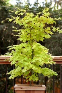 Anne Irene Japanese Maple - 3 Gallon Pot 13 Anne Irene Japanese Maple - 3 Gallon Pot -Garden Plants acer palmatum anne irene japanese maple 7