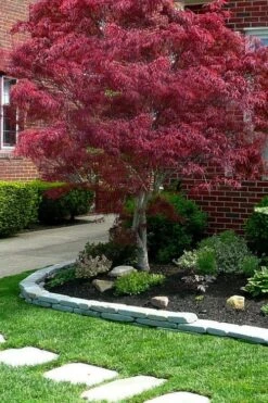 Ribbon Leaf Japanese Maple (Acer Palmatum 'Atrolineare') - 3 Gallon Pot