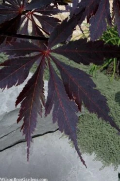 Black Lace Japanese Maple - 6 Gallon Pot -Garden Plants acer palmatum black lace japanese maple 3