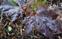 Black Lace Japanese Maple - 6 Gallon Pot -Garden Plants acer palmatum black lace japanese maple 4