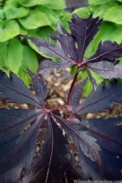 Black Lace Japanese Maple - 6 Gallon Pot -Garden Plants acer palmatum black lace japanese maple 5
