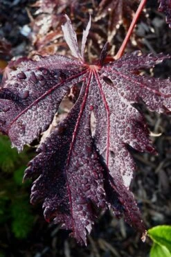 Black Lace Japanese Maple - 6 Gallon Pot -Garden Plants acer palmatum black lace japanese maple 7