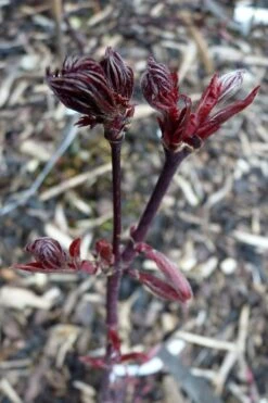 Black Lace Japanese Maple - 6 Gallon Pot -Garden Plants acer palmatum black lace japanese maple 8