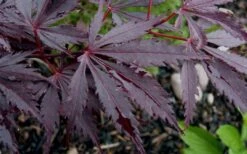 Black Lace Japanese Maple - 6 Gallon Pot -Garden Plants acer palmatum black lace japanese maple 9