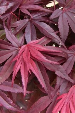 Emperor 1 Japanese Maple - 3 Gallon Pot -Garden Plants acer palmatum emperor 1 japanese maple 20 1