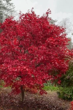 Garden Plants 19 Emperor 1 Japanese Maple - 5 Gallon Pot (6-7')