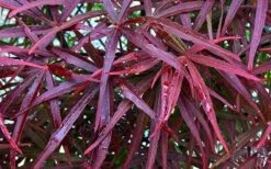 Ribbon Leaf Japanese Maple (Acer Palmatum 'Atrolineare') - 3 Gallon Pot -Garden Plants acer palmatum filifera purpurea 3