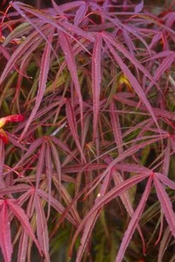 Ribbon Leaf Japanese Maple (Acer Palmatum 'Atrolineare') - 3 Gallon Pot -Garden Plants acer palmatum filifera purpurea 5