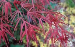 Ribbon Leaf Japanese Maple (Acer Palmatum 'Atrolineare') - 3 Gallon Pot -Garden Plants acer palmatum filifera purpurea 6