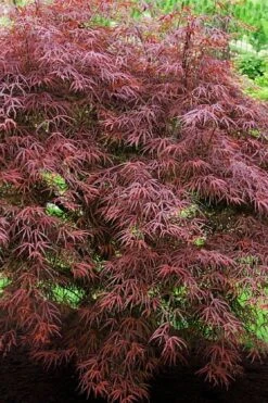 Ribbon Leaf Japanese Maple (Acer Palmatum 'Atrolineare') - 3 Gallon Pot -Garden Plants acer palmatum filifera purpurea 7