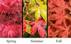 Gable's Glory Chameleon Japanese Maple - 1 Gallon Pot -Garden Plants acer palmatum gables glory japanese maple 1
