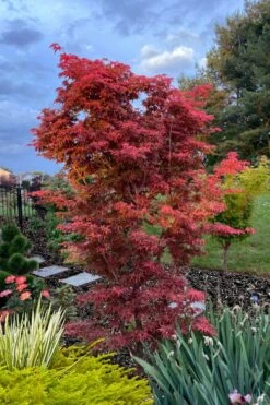 Gable's Glory Chameleon Japanese Maple - 1 Gallon Pot -Garden Plants acer palmatum gables glory japanese maple 6