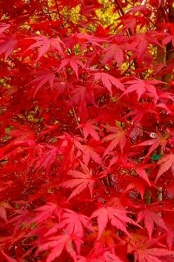 Glowing Embers Japanese Maple - 3 Gallon Pot -Garden Plants acer palmatum glowing embers japanese maple 22