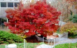 Glowing Embers Japanese Maple - 3 Gallon Pot -Garden Plants acer palmatum glowing embers japanese maple 24