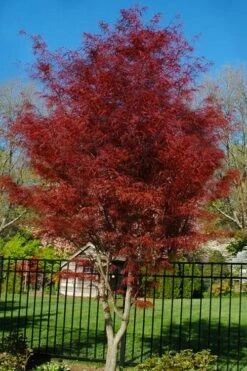 Garden Plants 23 Hubb's Red Willow Japanese Maple - 3 Gallon Pot