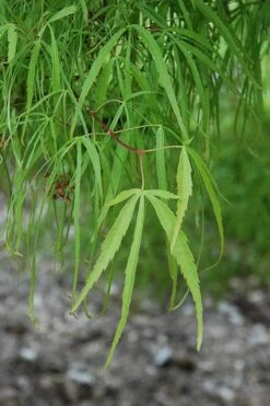 Koto No Ito Japanese Maple - 1 Gallon Pot 12 Koto No Ito Japanese Maple - 1 Gallon Pot -Garden Plants acer palmatum koto no ito japanese maple 10