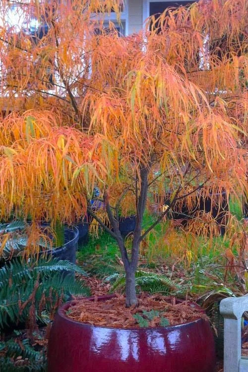 Koto No Ito Japanese Maple - 1 Gallon Pot 6 Koto No Ito Japanese Maple - 1 Gallon Pot - Image 6