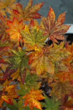 Kumoi Nishiki Japanese Full Moon Maple - 2 Gallon Pot