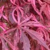Lileeanne's Jewel Pink Leaf Japanese Maple - 3 Gallon Pot