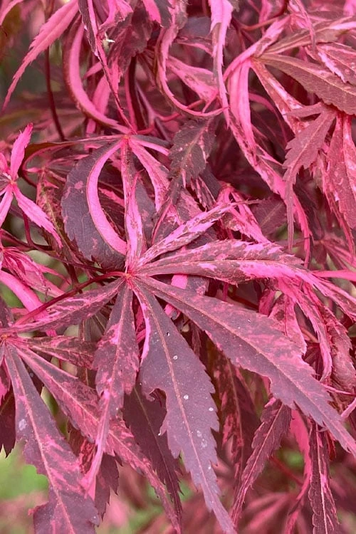 Lileeanne's Jewel Pink Leaf Japanese Maple - 3 Gallon Pot 1 Lileeanne's Jewel Pink Leaf Japanese Maple - 3 Gallon Pot