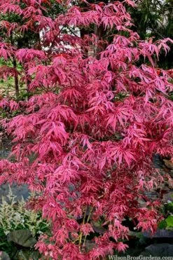 Lileeanne's Jewel Pink Leaf Japanese Maple - 1 Gallon Pot 8 Lileeanne's Jewel Pink Leaf Japanese Maple - 1 Gallon Pot -Garden Plants acer palmatum lileeannes jewel 6 1