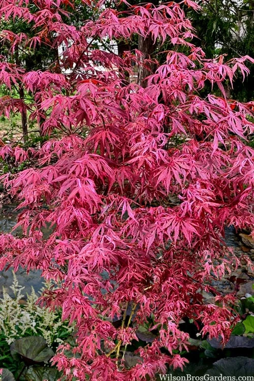 Lileeanne's Jewel Pink Leaf Japanese Maple - 1 Gallon Pot 4 Lileeanne's Jewel Pink Leaf Japanese Maple - 1 Gallon Pot - Image 4