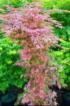 Lileeanne's Jewel Pink Leaf Japanese Maple - 1 Gallon Pot 9 Lileeanne's Jewel Pink Leaf Japanese Maple - 1 Gallon Pot -Garden Plants acer palmatum lileeannes jewel 8