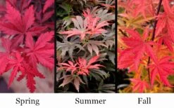 Orion Dwarf Red Japanese Maple - 2 Gallon Pot 10 Orion Dwarf Red Japanese Maple - 2 Gallon Pot -Garden Plants acer palmatum orion japanese maple 10