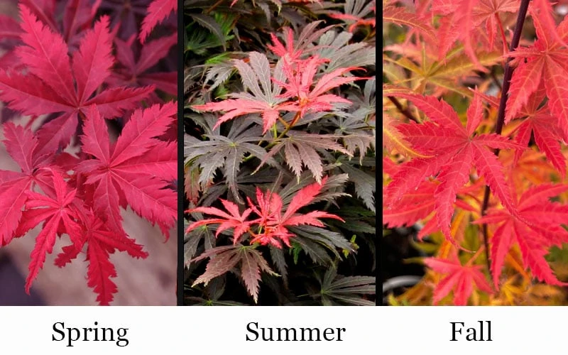 Orion Dwarf Red Japanese Maple - 2 Gallon Pot 5 Orion Dwarf Red Japanese Maple - 2 Gallon Pot - Image 5